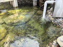 全福鯉 戶(hù)外錦鯉魚(yú)池過(guò)濾器大型水循環(huán)凈化系統304不銹鋼錦鯉池過(guò)濾設備 QL-50套餐適合0-20噸水包含水泵水管 曬單實(shí)拍圖