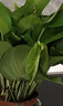 雙盟綠蘿盆栽除甲醛花卉綠植辦公室新房凈化空氣 120款10盆源頭直發(fā) 曬單實(shí)拍圖