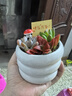 多肉植物組合帶盆栽好辦室內桌面綠植花卉精品多肉幼兒園盆栽綠植 3顆隨機多肉+瓷盆種好(快樂(lè )萬(wàn)歲) 花盆口徑約6.5cm高度約6.5cm 曬單實(shí)拍圖