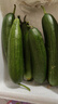 新鮮采摘果園直發(fā)水果小黃瓜荷蘭小黃瓜青瓜無刺壽光直發(fā) 水果小黃瓜帶箱5斤 曬單實拍圖