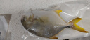 環(huán)球水產(chǎn)冷凍南海金鯧魚(yú)2斤/2條 生鮮魚(yú)類(lèi) 火鍋 深海魚(yú) 海鮮 中秋家庭聚餐 曬單實(shí)拍圖
