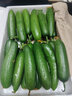 山東壽光水果黃瓜生吃脆新鮮荷蘭青瓜當季無(wú)刺小黃瓜源頭直發(fā) 精品水果黃瓜凈重 4.5斤 曬單實(shí)拍圖