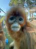 美素佳兒（Friso）美素源悅幼兒配方奶粉荷蘭原裝進(jìn)口 3段 800g 6罐 曬單實(shí)拍圖