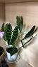 iosn綠天鵝絨海芋 ins風(fēng)北歐網(wǎng)紅進(jìn)口綠植盆栽海芋好養室內桌面觀(guān)葉 【超值款】：原土盆-25-30cm 曬單實(shí)拍圖