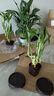 特價(jià)富貴荷花竹盆栽植物室內凈化空氣綠植辦公室桌面四季好養盆栽 荷花竹+節節高升盆+圓底座【1盆】 盆口直徑約8cm 曬單實(shí)拍圖