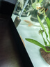 清苔鼠金苔鼠清潔魚(yú)熱帶觀(guān)賞魚(yú)清道夫鼠魚(yú)魚(yú)缸清理糞便除藻魚(yú) 8-10厘米金苔鼠2條 金苔鼠 曬單實(shí)拍圖