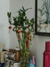 九千谷富貴彎竹6根轉運竹節節高水培綠植花卉50cm高不含瓶源頭直發(fā) 曬單實(shí)拍圖
