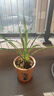 劉閣蘭花蘭花苗 素心鐵骨天香 夏帶濃香花苞室內室外綠植蘭草花卉盆栽 2苗連體裸根 曬單實(shí)拍圖