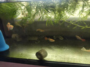 寵小俠孔雀魚(yú)活魚(yú)觀(guān)賞魚(yú)純種小型熱帶魚(yú)活體淡水好養耐活魚(yú)苗觀(guān)賞魚(yú)小魚(yú) 雜袍孔雀魚(yú)25條【20送5備損】 曬單實(shí)拍圖