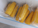 京鮮生 東北黃糯玉米260g*10棒 新鮮甜糯玉米棒真空包裝粘玉米 源頭直發(fā) 曬單實(shí)拍圖