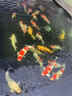 日本進(jìn)口純種高端精品大型錦鯉觀(guān)賞魚(yú)活體魚(yú)紅白大正昭和白寫(xiě)丹頂 25cm左右純進(jìn)口1條（視頻選魚(yú)） 曬單實(shí)拍圖