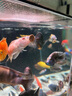 海豚貼片魚(yú)食100g小型魚(yú)飼料 燈科孔雀魚(yú)黑尾大勾通用魚(yú)糧 熱帶魚(yú)飼料 曬單實(shí)拍圖