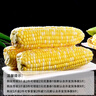 滇味十足（DIANWEISHIZU）水果玉米甜玉米云南金銀雙色新鮮甜嫩水果玉米棒鮮玉米茄果瓜 金銀雙色 【精選9斤】（凈重 約10-16根） 曬單實(shí)拍圖