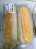 【燉煮季】黃粒甜玉米約800g 曬單實拍圖