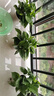 雙盟綠蘿盆栽除甲醛花卉綠植辦公室新房?jì)艋諝?120款10盆源頭直發(fā) 曬單實(shí)拍圖