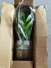 繽賢觀(guān)音竹富貴竹水培植物帶根綠植辦公室內盆栽轉運竹帶好養水養玻璃 觀(guān)音竹3棵(簡(jiǎn)易杯)+營(yíng)養液 帶盆栽好 曬單實(shí)拍圖