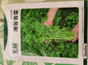北蔬 香菜種子老品種小葉四季盆栽家庭小院種籽 濰萫香菜籽10g約800粒 曬單實(shí)拍圖