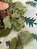 胖東來(lái)品質(zhì)甘肅隴南淫羊藿葉中藥材新貨正宗淫羊藿葉干貨三枝九葉 精選淫羊藿葉20克 曬單實(shí)拍圖