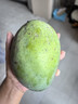 京鮮生 攀枝花凱特芒果 凈重4.5斤 單果600g 生鮮水果 源頭直發(fā) 曬單實(shí)拍圖
