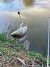 富源百川317二代綜合魚(yú)竿鯽魚(yú)竿鯉魚(yú)臺釣手桿釣魚(yú)桿碳素超輕超硬魚(yú)桿4.5m 曬單實(shí)拍圖