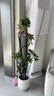 嘆為觀(guān)止大型植物發(fā)財樹(shù)各種大顆盆栽開(kāi)業(yè)喬遷客廳辦公室內好養大型花卉 造型鴨腳木【1.4-1.6米】 含盆 曬單實(shí)拍圖