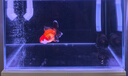 酷魚(yú)二代變頻水泵魚(yú)缸超靜音潛水泵抽換魚(yú)池底吸便循環(huán)過(guò)濾泵淡海水 二代DC1000變頻水泵 贈送底吸罩 曬單實(shí)拍圖