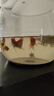 金魚(yú)觀(guān)賞魚(yú)活體小金魚(yú)冷水魚(yú)淡水好養耐活貨國風(fēng)純種魚(yú)苗獅子頭魚(yú) 4-5CM隨機金魚(yú)5條 曬單實(shí)拍圖