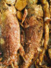 海名威 寧德三去黃花魚(yú)2斤/2條凈重 大黃魚(yú) 生鮮魚(yú)類(lèi) 海鮮水產(chǎn) 中秋 曬單實(shí)拍圖