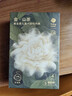 babycare山茶花兒童一次性?xún)妊潨缇慕瞧浇莾妊澛眯忻庀?女童 S碼 4條 曬單實(shí)拍圖