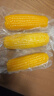 東北黃糯玉米真空包裝速食玉米軟糯香甜代餐小棒140g-180g 5根特惠裝 曬單實(shí)拍圖