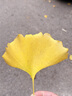 威露士?jì)纫孪匆乱簝纫卵潓?zhuān)用清洗液手洗專(zhuān)用有效抑菌99%松木清香家庭裝 la有氧除菌內衣凈 300ml 1瓶 曬單實(shí)拍圖