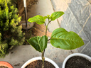 欽蜜9號(hào)百香果苗廣西純甜黃金樹(shù)苗庭院盆栽種植當(dāng)年結(jié)果帶土四季 5顆欽蜜黃金百香果（純甜無(wú)酸） 30-40cm 曬單實(shí)拍圖