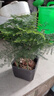 佰花錦文竹桌面盆栽新中式綠植辦公室客廳盆景茶臺(tái)臥室好養(yǎng)綠植花卉植物 【送方底座】文竹+pvc舍得盆+黑沙石鋪面 20-30cm 曬單實(shí)拍圖