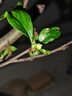 花翁盆栽花卉綠植盆景 (5年2cm老樁)精品垂絲海棠花+肥料源頭直發(fā) 曬單實(shí)拍圖