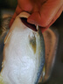 賣(mài)魚(yú)七郎 國產(chǎn)冷凍金鯧魚(yú)凈重2.1斤 共3條 海魚(yú) 生鮮 魚(yú)類(lèi) 海鮮水產(chǎn) 曬單實(shí)拍圖