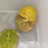 鱸魚苗活體淡水養(yǎng)殖食用鮮活魚苗批發(fā)淡水魚大口黑鱸路亞兇猛肉食冷水觀賞魚優(yōu)鱸3號加州鱸魚魚苗 優(yōu)質(zhì)鱸魚苗10條4-6厘米【多發(fā)10%防損】 曬單實拍圖