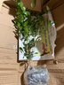 臨雅水培植物九里香盆栽桌面驅蚊綠植室內茉莉鮮花水養花卉懶人四季開(kāi) 九里香【30-40】cm*1株 曬單實(shí)拍圖