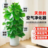 【同款低價(jià)】大葉綠蘿柱盆栽客廳辦公室大型綠植物室內除甲醛神器 【新房必備】大葉綠蘿柱1.4-1.5米原盆 曬單實(shí)拍圖