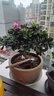 沭之美杜鵑花盆栽綠植花卉室內植物盆景 大號西瑪杜娟花 不含盆源頭直發(fā) 曬單實(shí)拍圖