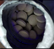 派迪諾（PAIDINUO）狗狗鯊魚(yú)軟骨素鈣片 寵物骨骼關(guān)節修復保健品補鈣健骨片300片/瓶 曬單實(shí)拍圖