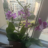 歐芽  蝴蝶蘭盆栽帶花劍蘭花大苗客廳室內植物耐寒花卉好養活 雙梗帶花【紫水晶+育苗盆】 曬單實(shí)拍圖