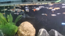 寵小俠純種孔雀魚(yú)觀(guān)賞魚(yú)好養耐活淡水小型魚(yú)熱帶魚(yú)鳳尾熱帶魚(yú)小魚(yú)苗 練手孔雀魚(yú)15條+可食用半年魚(yú)糧80g 曬單實(shí)拍圖