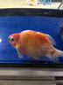 YEE水族em菌鹽觀(guān)賞魚(yú)專(zhuān)用殺菌鹽海鹽魚(yú)缸消毒抗菌凈水熱帶魚(yú)藥525g 曬單實(shí)拍圖