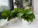 雙盟綠蘿盆栽除甲醛花卉綠植辦公室新房?jì)艋諝?80羅馬白3盆源頭直發(fā) 曬單實(shí)拍圖