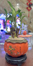 幼薇富貴竹室內植物節節高桌面綠植帶根好養步步高花卉文昌竹客廳盆栽 富貴竹叢林+橘黃南瓜陶瓷盆+圓形底盤(pán) 帶盆栽好 曬單實(shí)拍圖