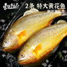 東上御品 國產(chǎn) 新鮮冷凍深海整條大黃花魚(yú)凈重800g-900g/條*2條-源頭直發(fā) 曬單實(shí)拍圖