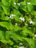 飛鶴星飛帆 嬰幼兒配方奶粉3段(1-3歲) 700g*6 專(zhuān)利OPO 育兒補(bǔ)貼 曬單實(shí)拍圖