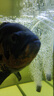 淘歌魚(yú)缸氧氣泵養魚(yú)增氧泵低音小型家用魚(yú)缸增氧打氧機AP948雙孔10w 曬單實(shí)拍圖