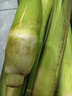【現采現發(fā)】新鮮茭白時(shí)令蔬菜帶殼茭白高筍應季美食農家自種包郵 現采帶殼茭白1.6-2斤 凈重 曬單實(shí)拍圖
