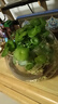 大葉銅錢(qián)草水培植物室內好養魚(yú)缸水草專(zhuān)用水養金錢(qián)草花卉綠植盆栽 銅錢(qián)草1盆不含盆+送營(yíng)養液 曬單實(shí)拍圖